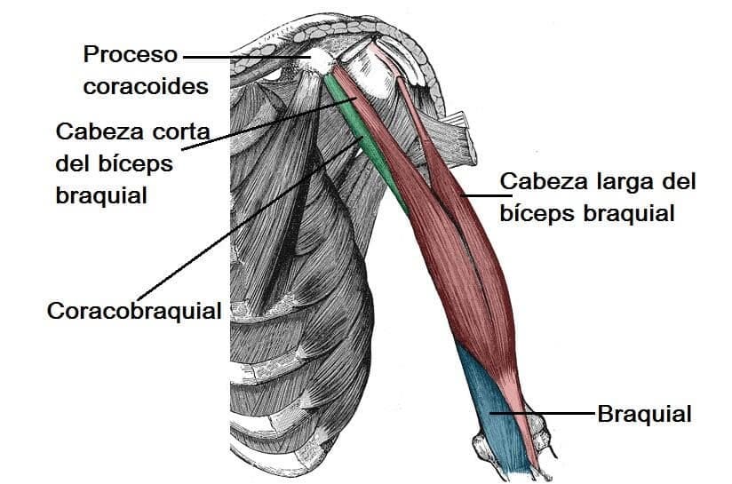 Músculos de la parte superior del brazo (inserciones)