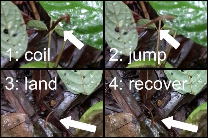 A four panel graphical abstract which demonstrates the four stages of a leech jumping: coil, jump, land, recover