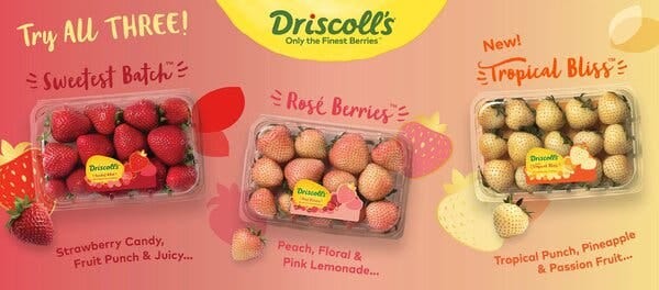 Three plastic containers of strawberries — red, pink and nearly white — are on a background designed by the berry company Driscoll’s. 