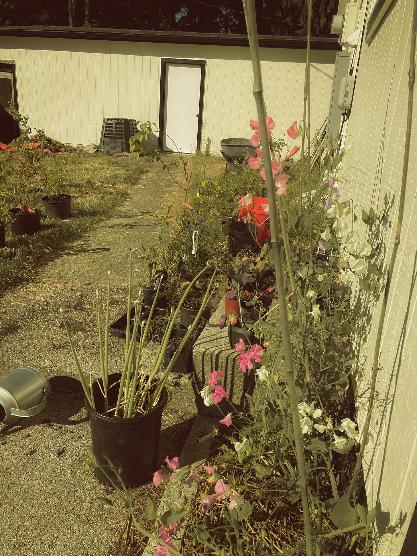 View of Siloh's backyard with potted plants stacked along a pathway. Sweet peas blooming white and pink are growing close to the foreground.