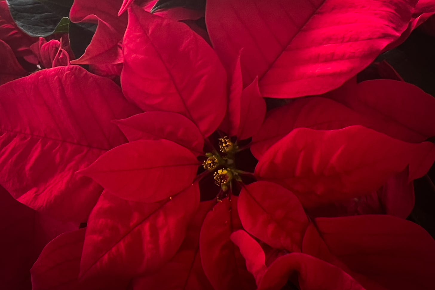 Closeup of a red poinsettia