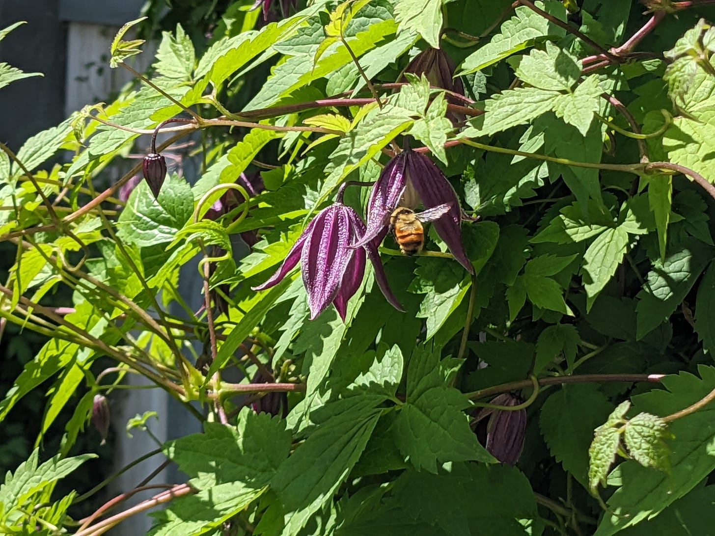 a bee flies in the center of a photo across two purple clematis flowers. the rest of the photo is filled with green leaves from the plant. the bees wings have been caught motionless in the photo and catch sunshine as they stick out from its body at an upward 'v' angle