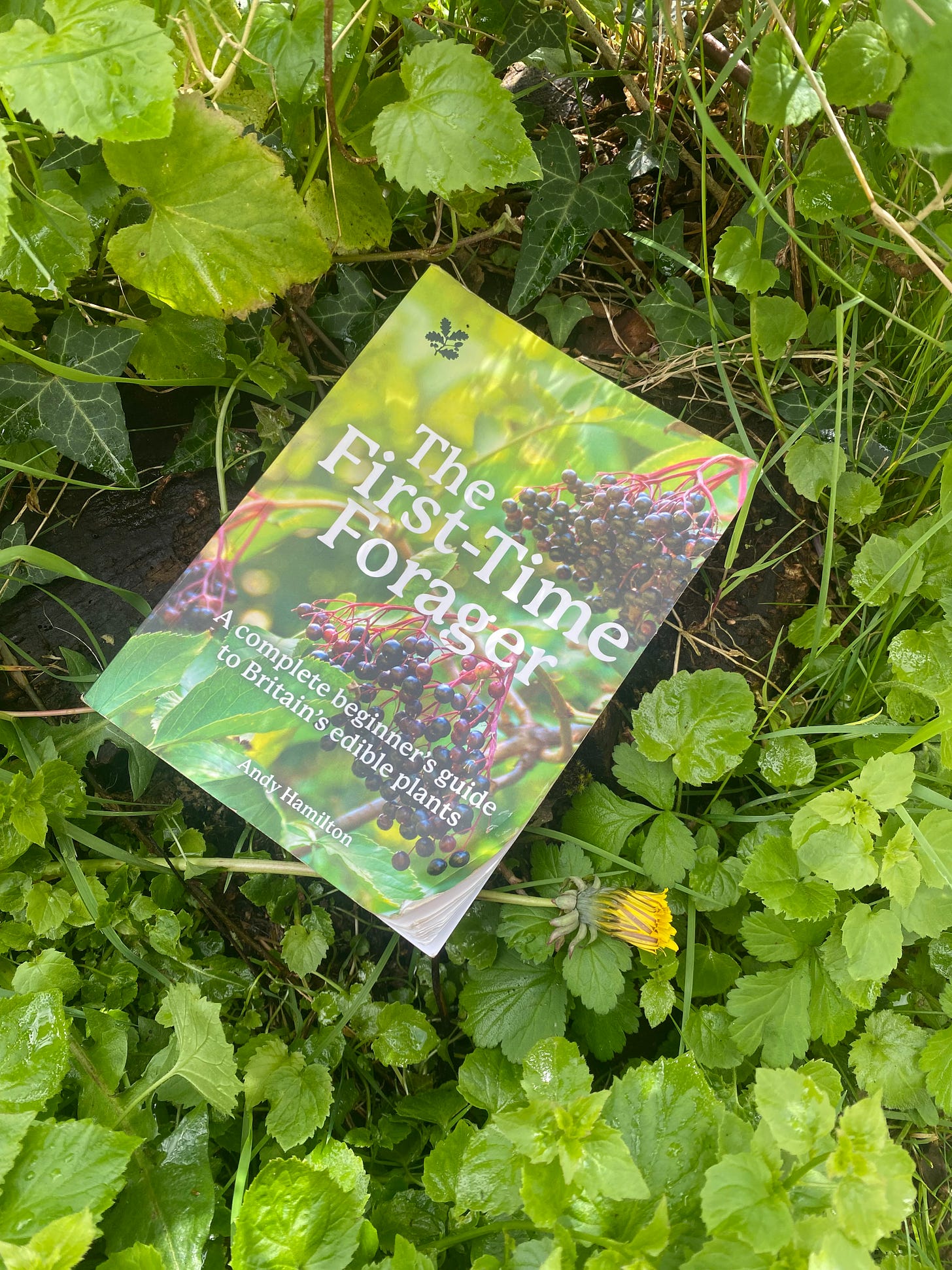 a copy of the first time forager sitting in amongst some plants