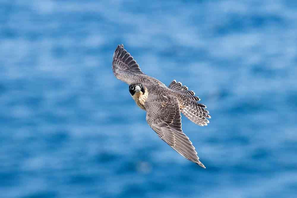 Bringing Peregrine Falcons Back from the Brink of Extinction ...