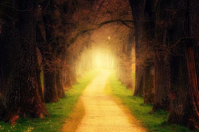 yellow path in forest