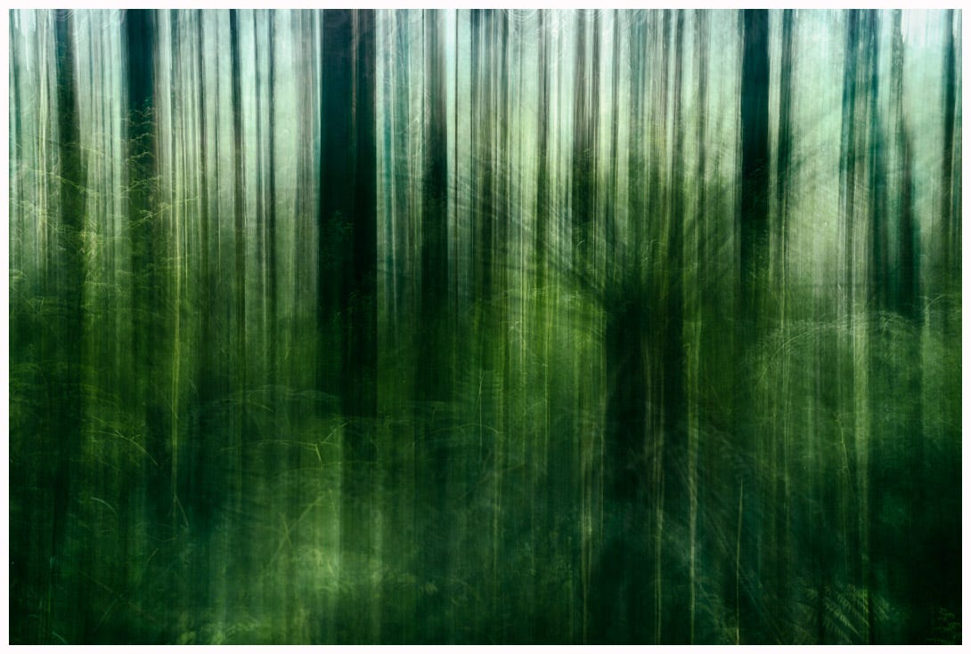 Abstract scene of forest created through Intentional Camera Movement