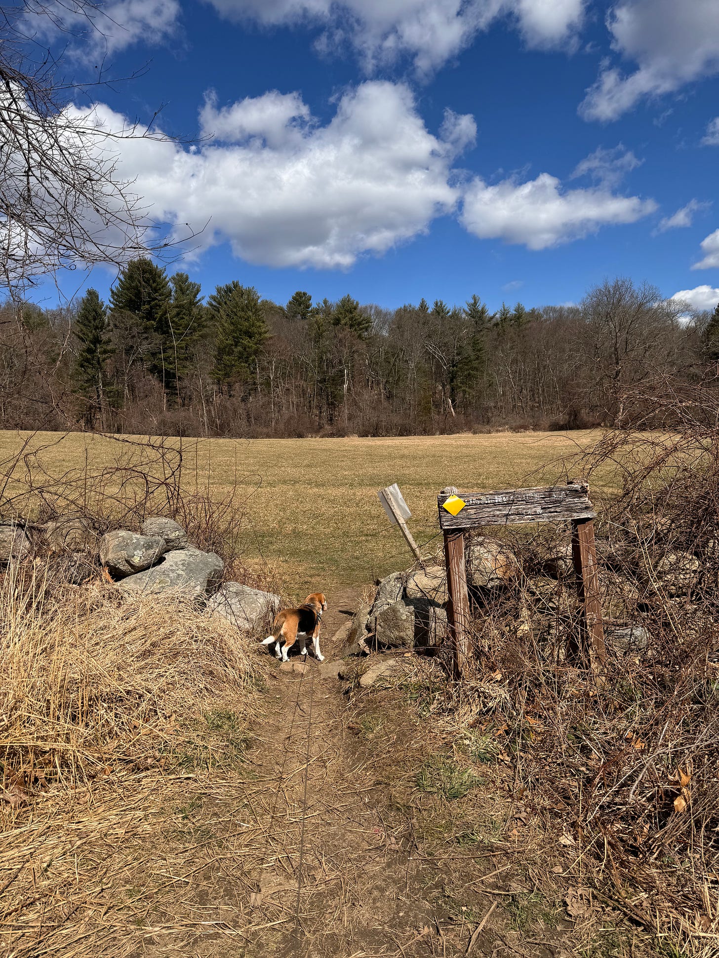 A beagle tugs at her leash, looking off into the distance in the middle of a wintry field in New England. Forest in the distance, rugged stone wall in the foreground with trail blazer sign.