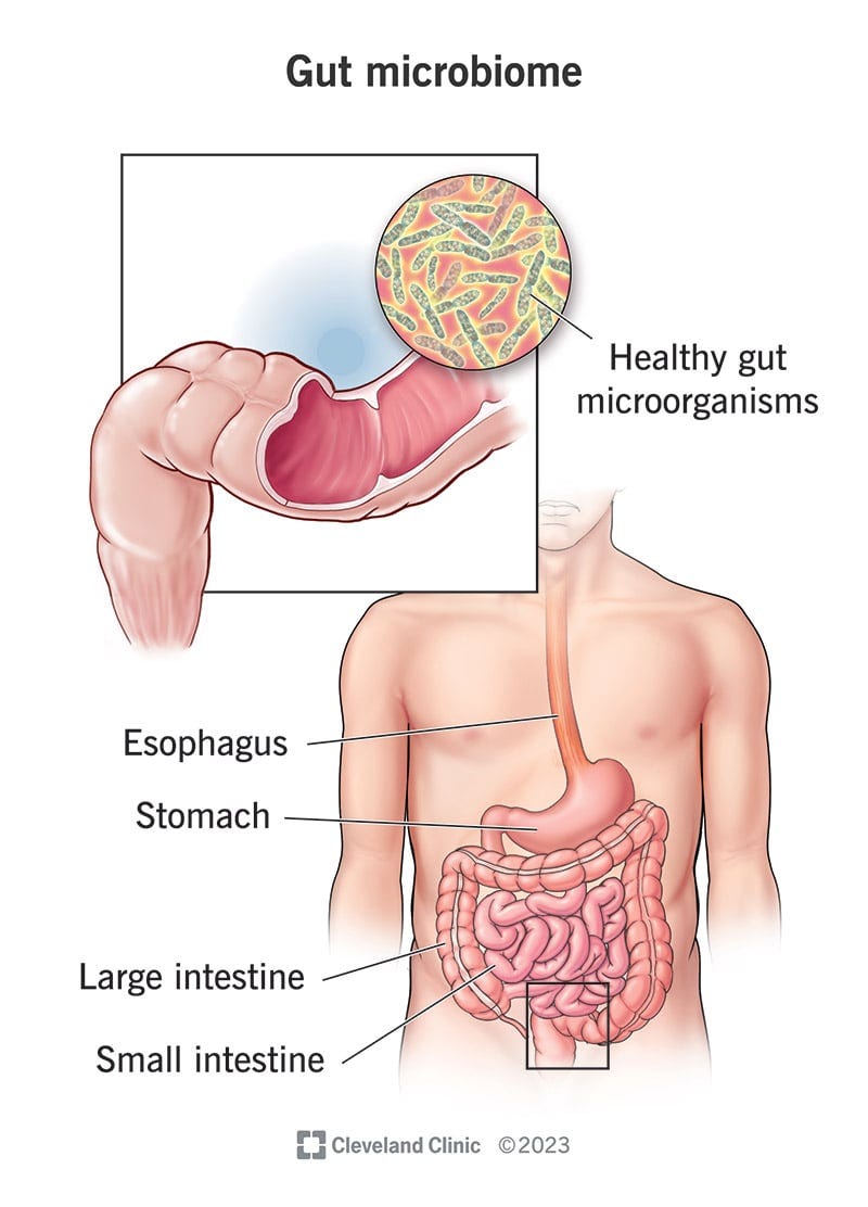 What Is Your Gut Microbiome?