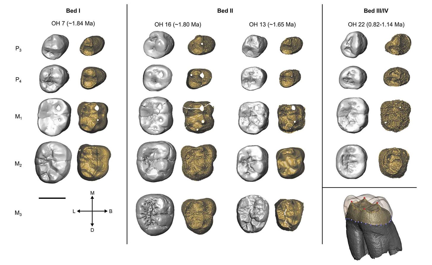 Teeth illustrated in both enamel crown and EDJ form. From left: OH 7, OH 16, OH 13, and OH 22 Teeth illustrated in both enamel crown and EDJ form. From left: OH 7, OH 16, OH 13, and OH 22