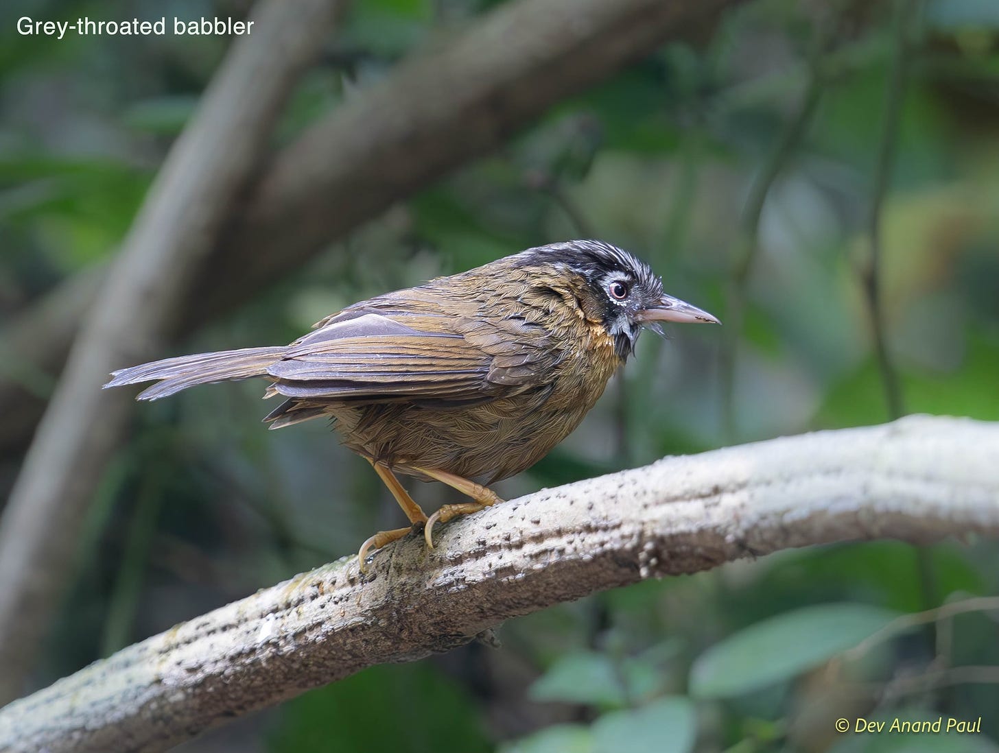 May be an image of bird and text that says 'Grey-throated babbler @AanPau © Dev Anand'