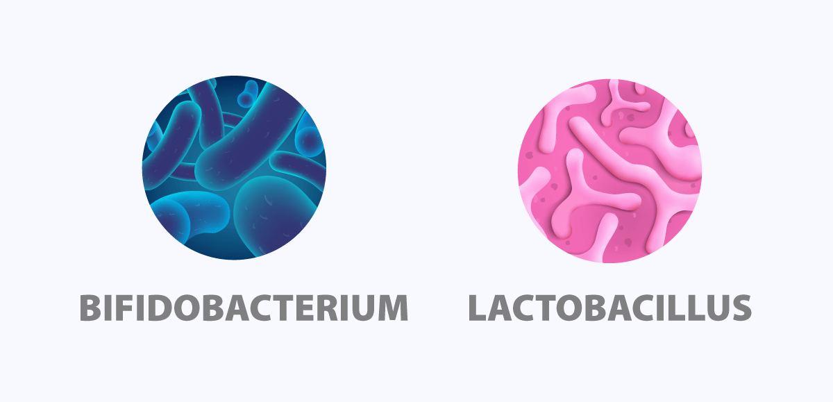 bifidobacterium lactobacillus | Newscience