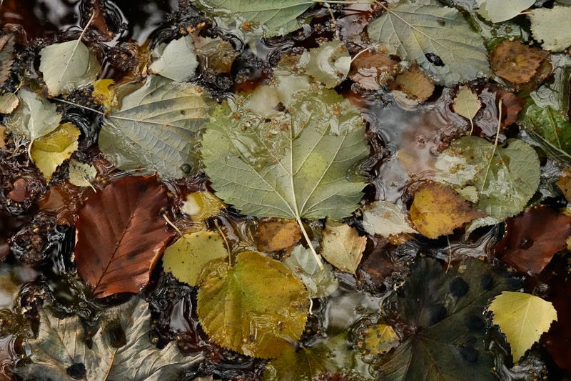 Multi-coloured leaves freshly fallen float on water