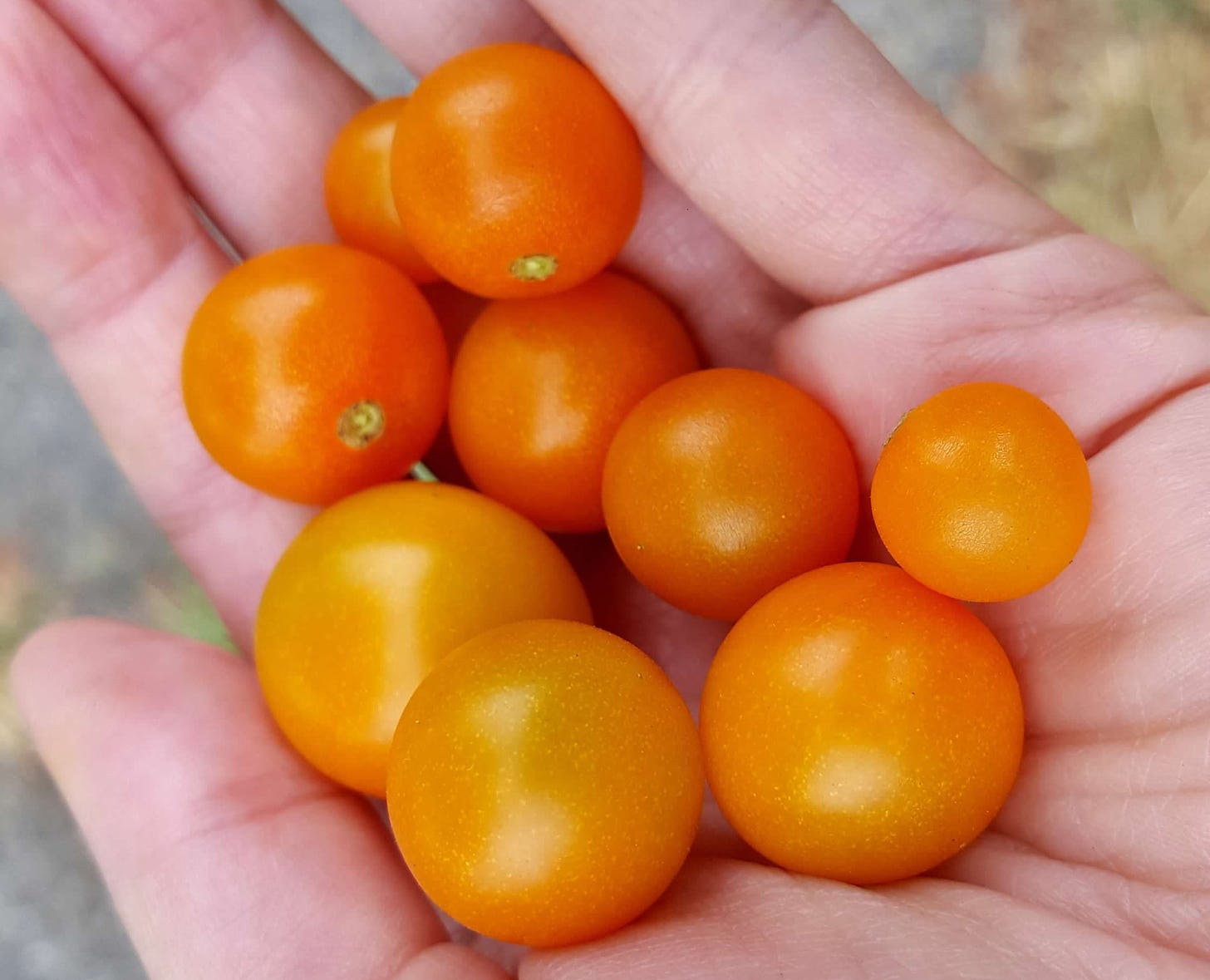 a handful of sun gold cherry tomatoes