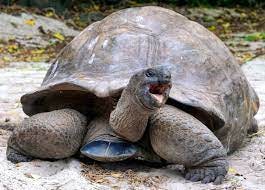 Nature Seychelles - Happy Monday, friends. Is this Aldabra giant tortoise  angry, hungry, or just yawning? What do you think? 📷 @lizinseychelles  #cousinisland #seychelles #biodiveristy #tortoises #gianttortoise  #aldabragianttortoise | Facebook
