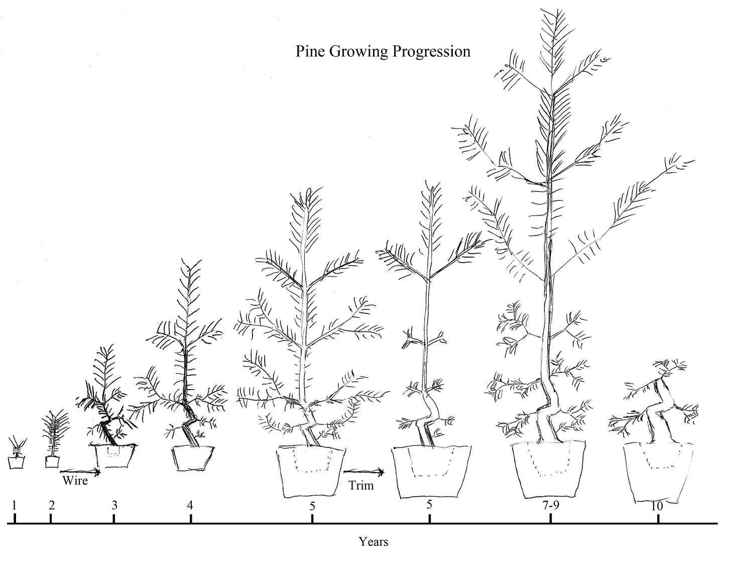 ID: Pine bonsai growth progression illustration, covering the first 10 years of bonsai development