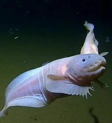 strange translucent deep sea fish