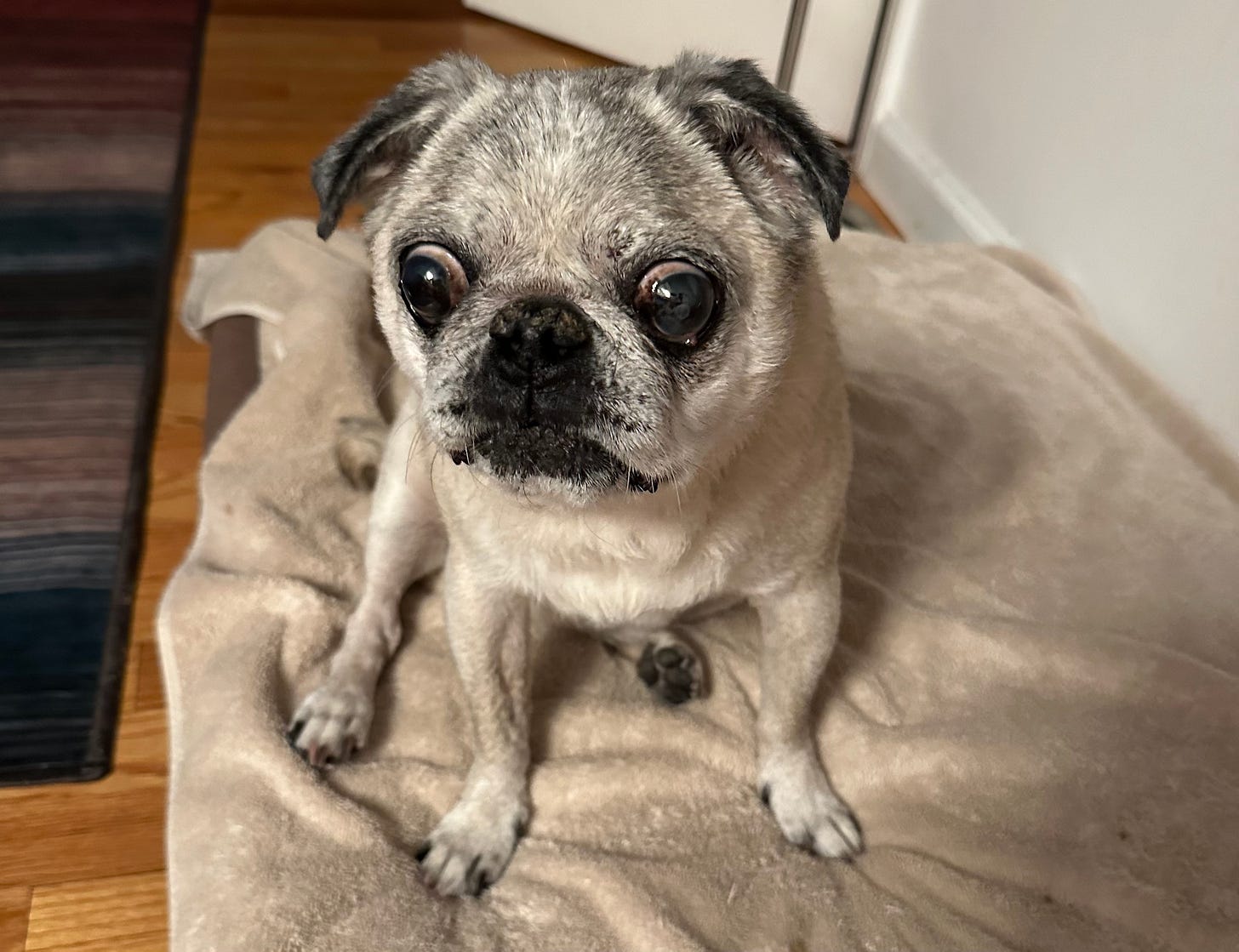 Bizzy the pug sitting on her orthopedic dog bed on top of a towel because she can't stop pooping in the house.