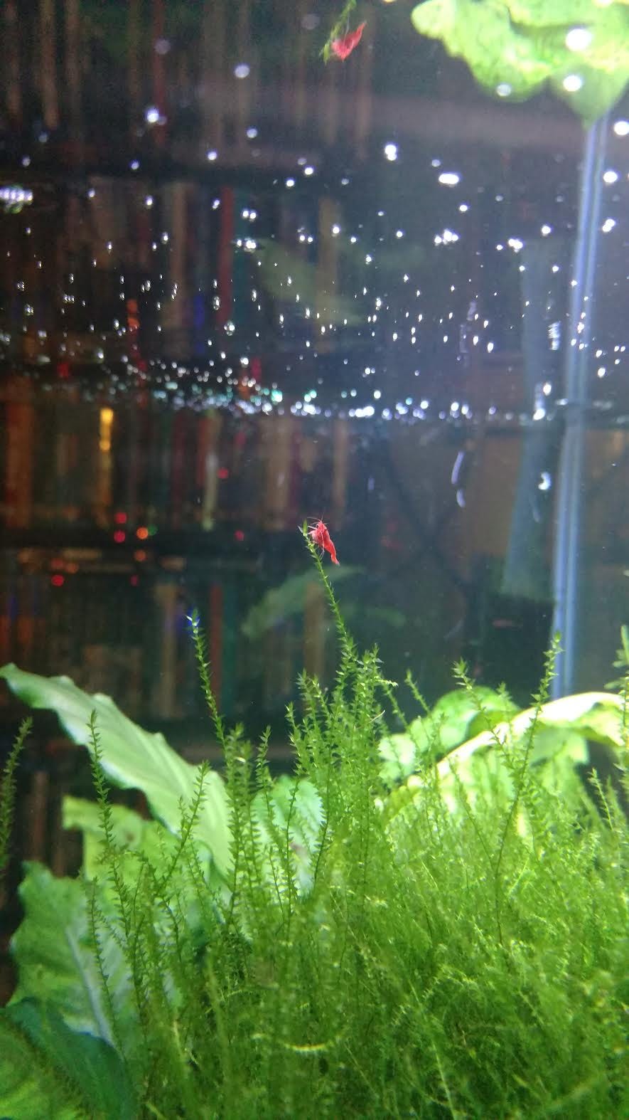 A shrimp reaching toward a bubble-filled heaven on a shard of moss.