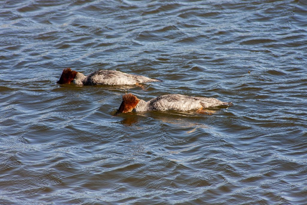 two common merganser swimming in Lake Nipissing