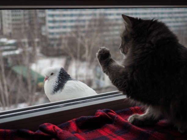 A cat watches a pigeon through the window