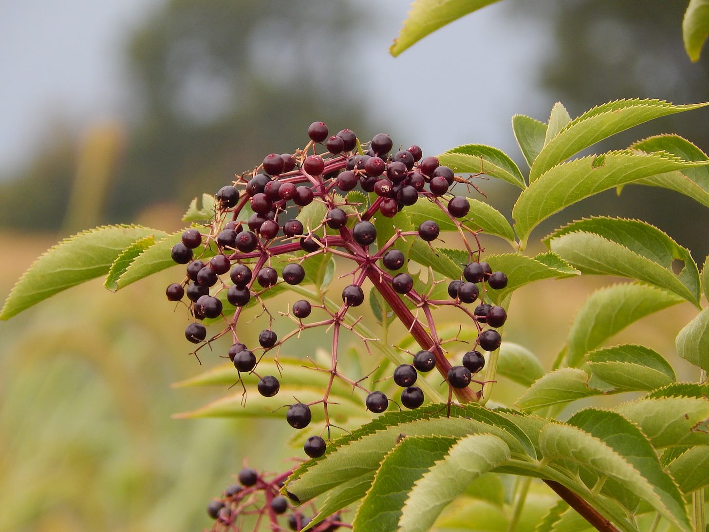 ripe Elderberry cluster with leaves