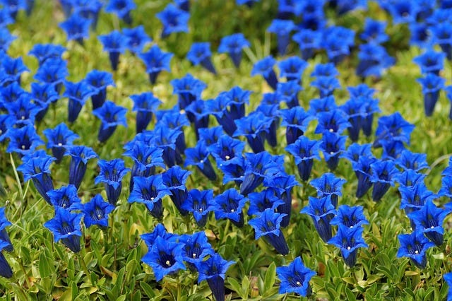 A field of azure blue gentian flowers with petals that form a star leading to the rest of the flower, which is a deep cone. 