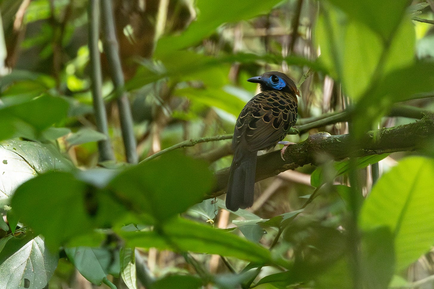 a brown bird with big black scaly-looking feathers on its back and a long tail with a blue patch of bare skin around its eye. it's perched on a branch looking left.