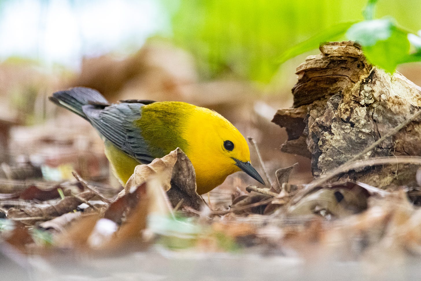 A prothonotary warbler hunting for bugs in leaf debris
