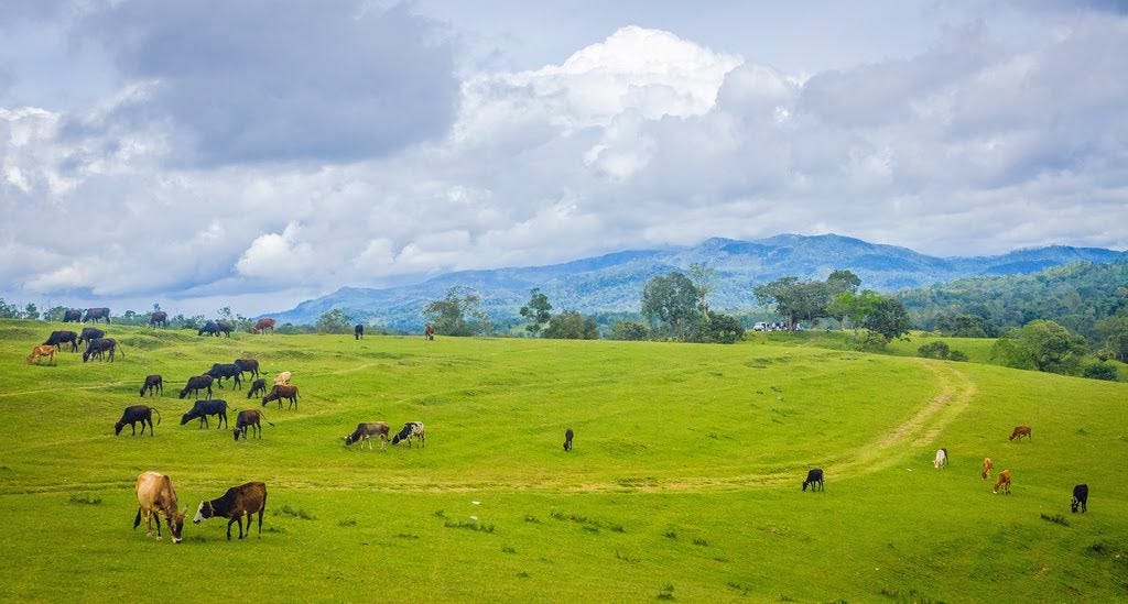 Little Corridor, Aldur, Chikmagalur - Homestay Advisor