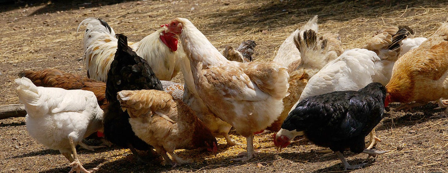 A group of chickens of many different colours are eating grain on the ground.
