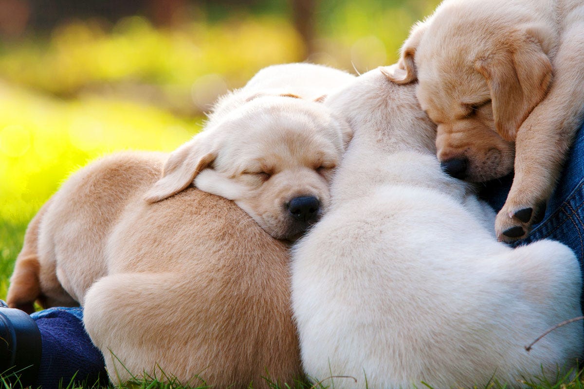 Puppy Snuggle Pile