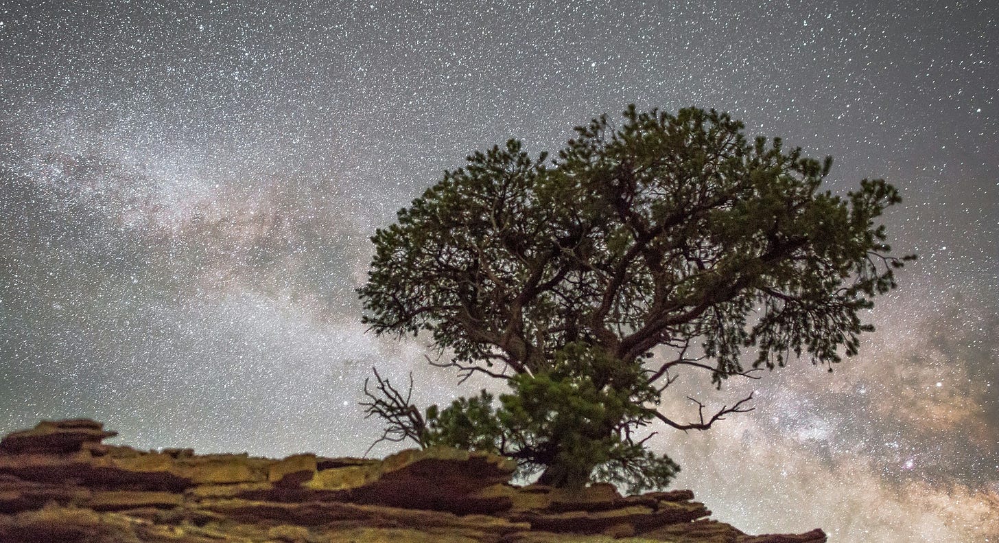 tree under stars