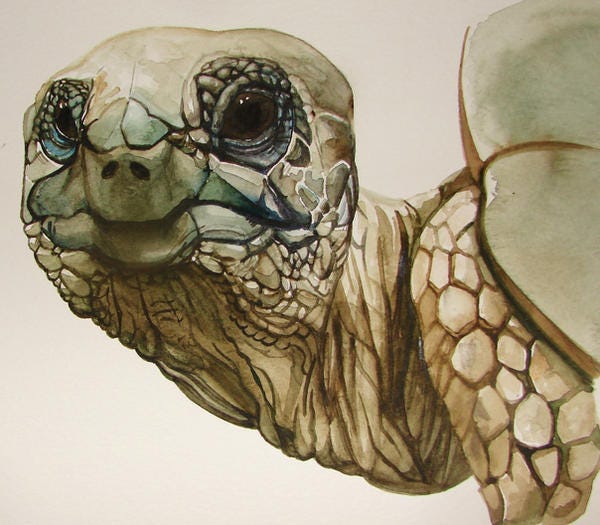 Close-up view of a tortoise's face neck, and edge of their shell, face turned toward the viewer. 