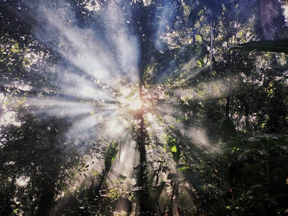 low angle photo of trees