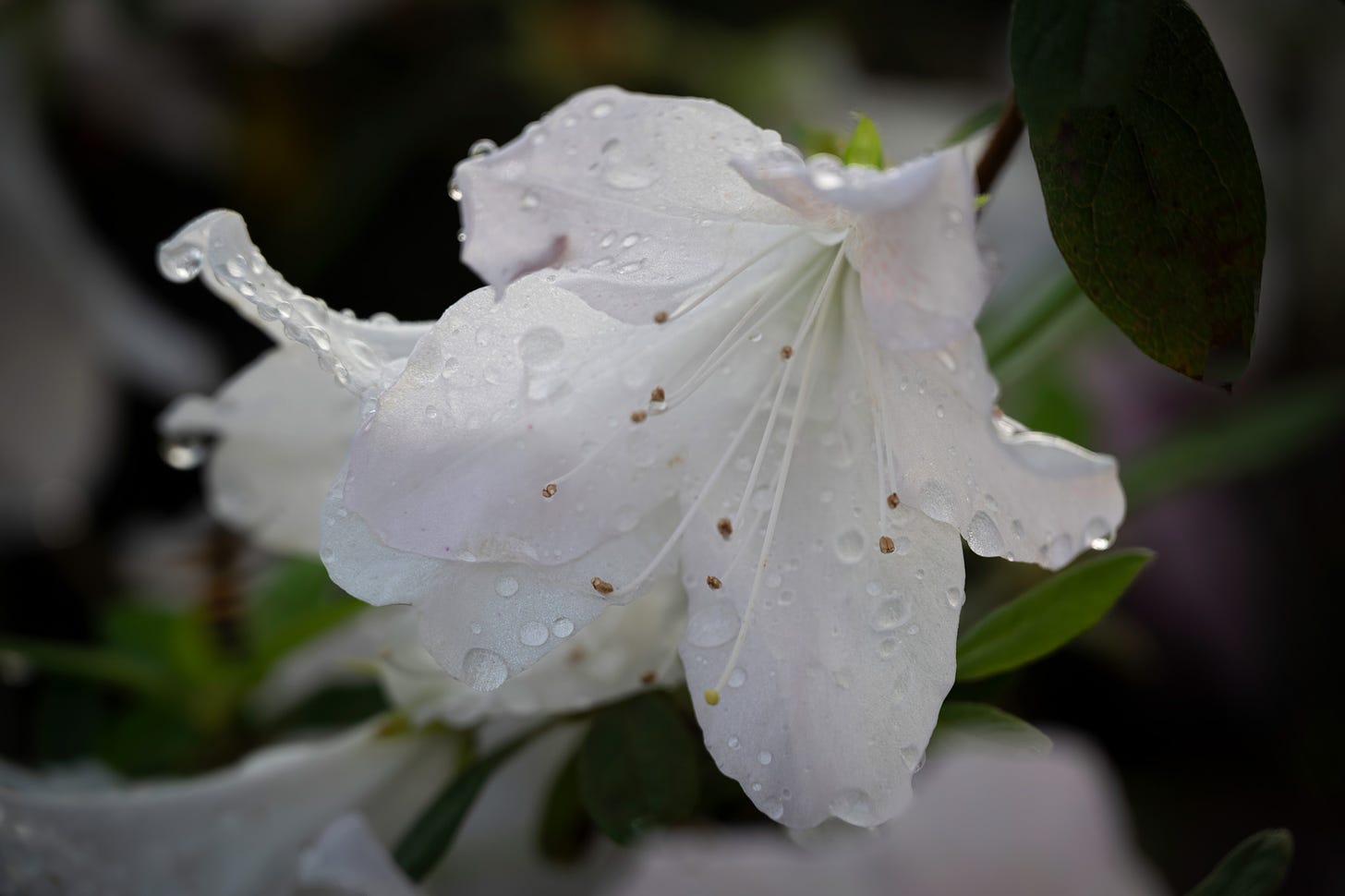 A single white azalea with morning dew drops hanging into the petals.