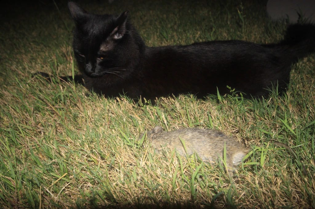 Black cat lying in the grass with a dead bunny in front of her