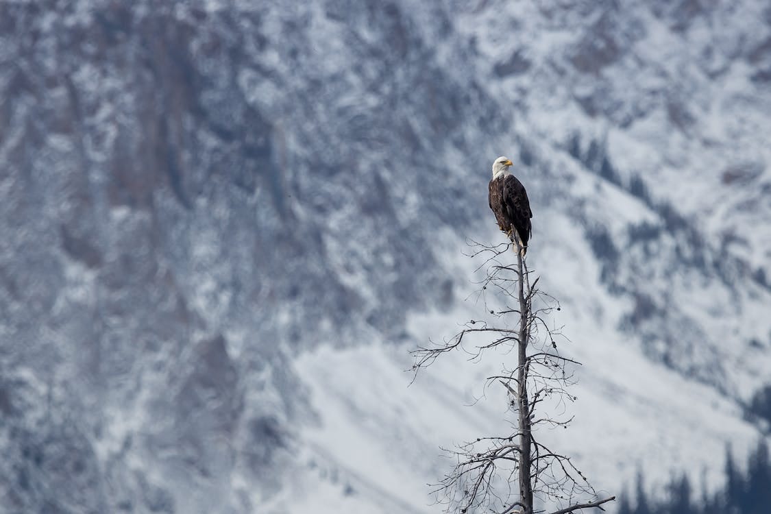 Free Eagle On Tree Stock Photo