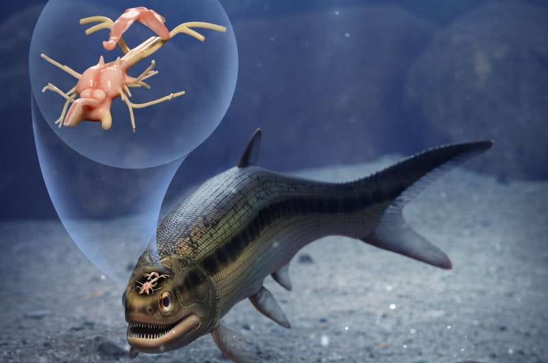 319-million-year-old fossilized fish illuminates backboned animals' brain evolution