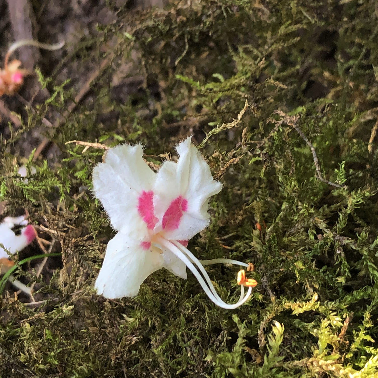 White flower with four finely fringed petals with pink centers, on moss.