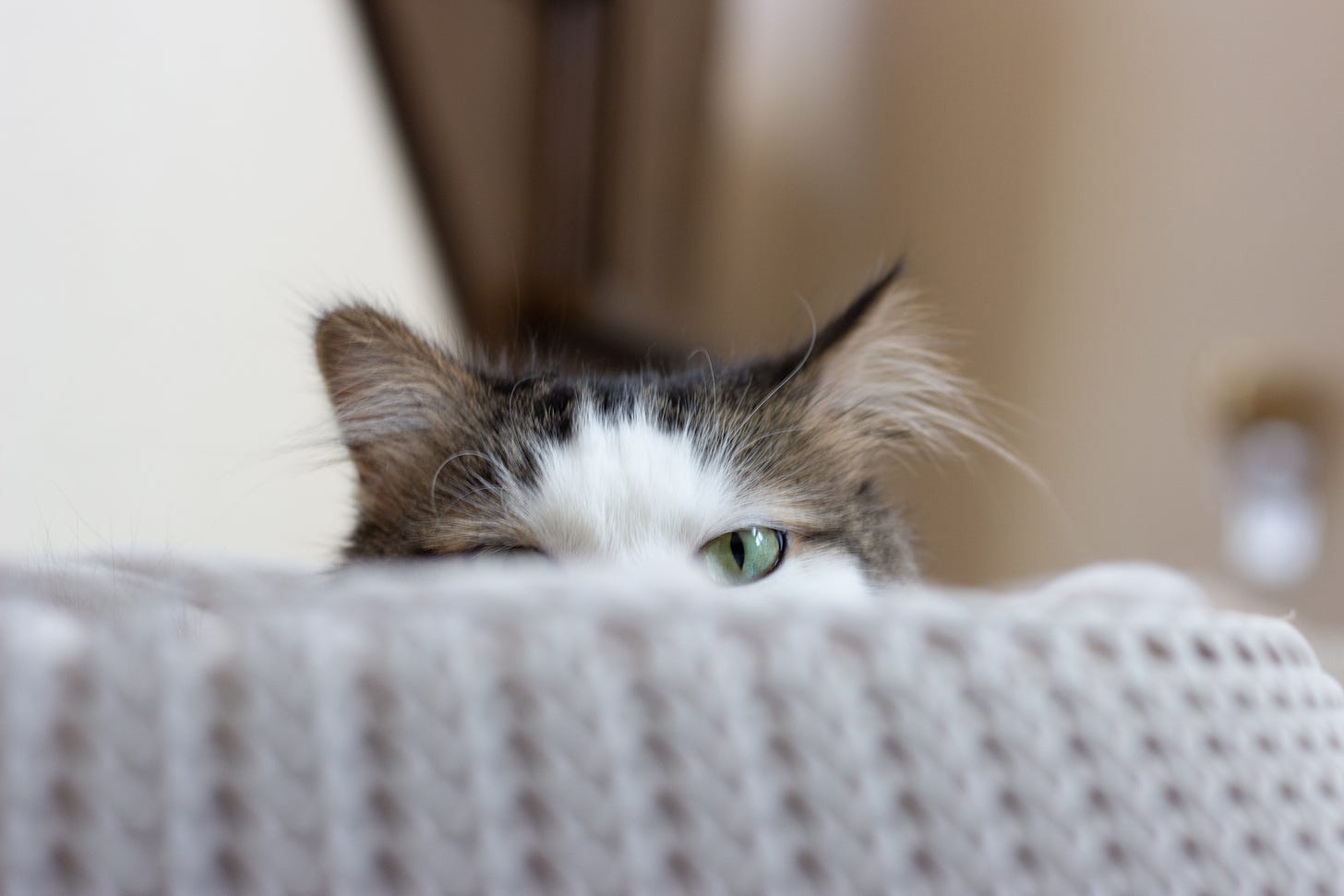 A grey and white cat peeking over a grey blanket on the back of a chair with a blurred background.