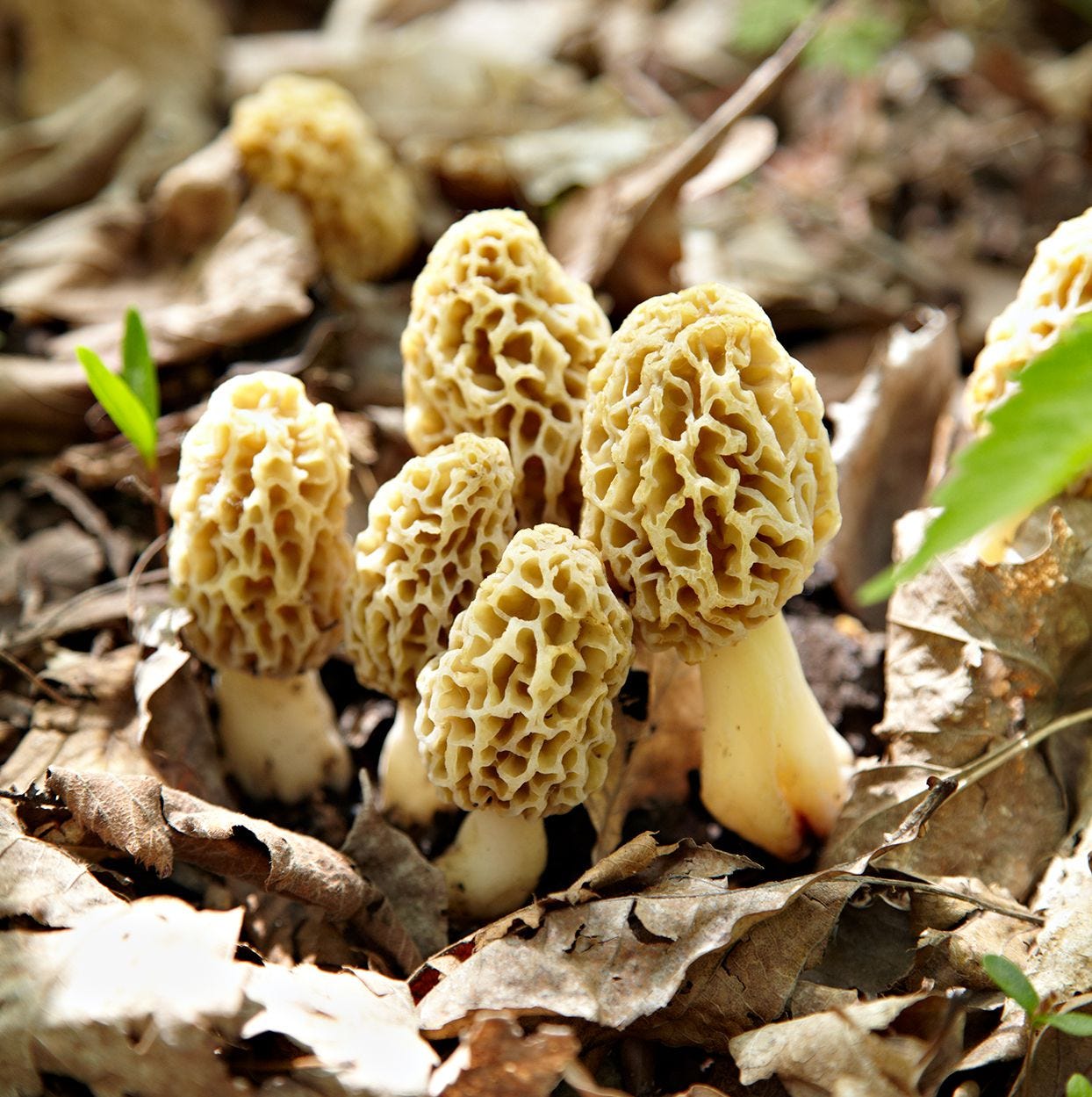 May brings a different kind of hunt—Morel Mushrooms. Beware. Improper