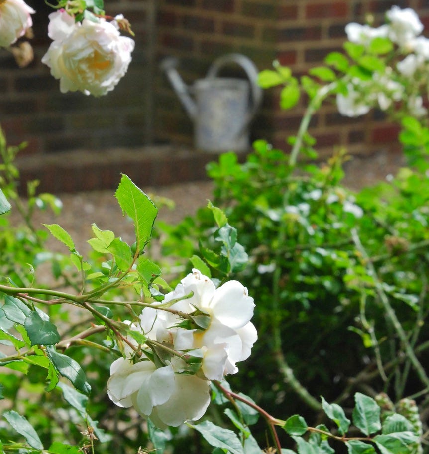 Roses and watering can at Rose Cottage, the last home of author Elizabeth Goudge.