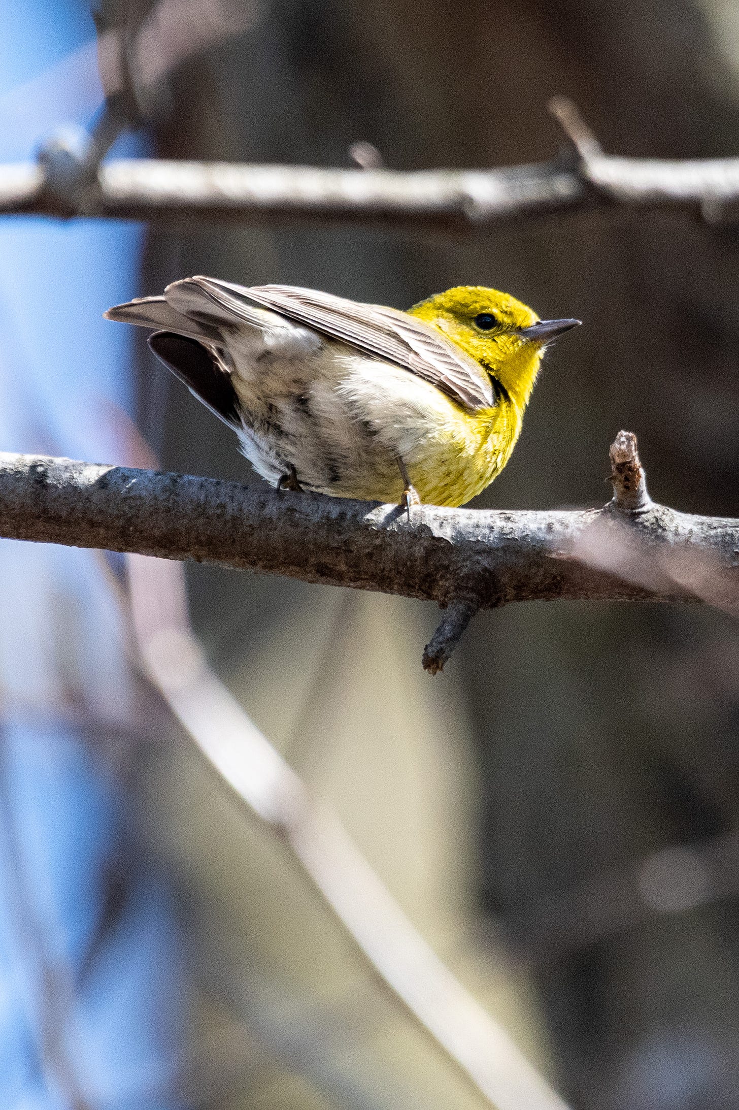 A pine warbler, with a bright yellow face and a gray eyestreak, seen from below and behind
