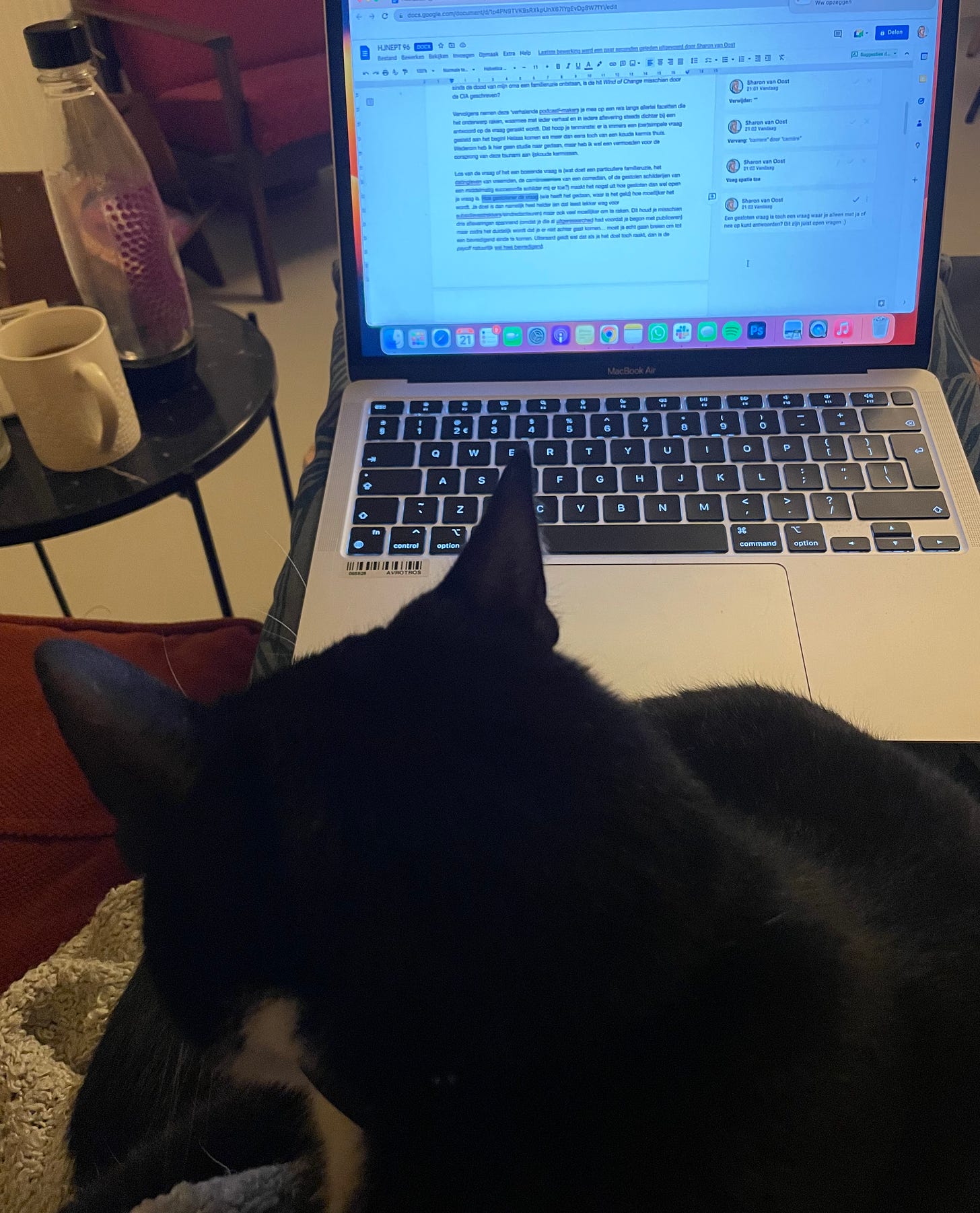 foto van iemand met een laptop en een kat op schoot. Op de laptop wordt deze nieuwsbrief bewerkt!