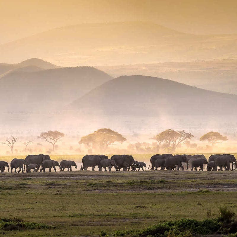 A Herd Of Elephants Crossing The Serengeti National Park In Tanzania, East Africa