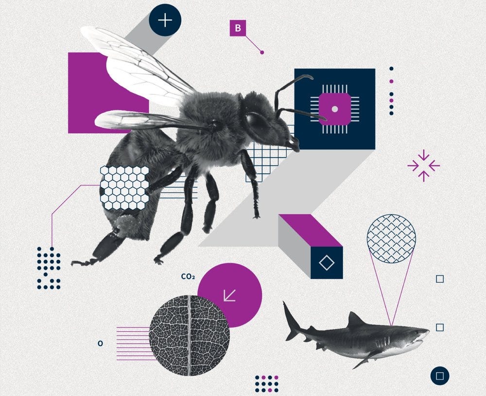 Disruptive technology using biomimicry for defence sectors represented by an image by Wired Magazine