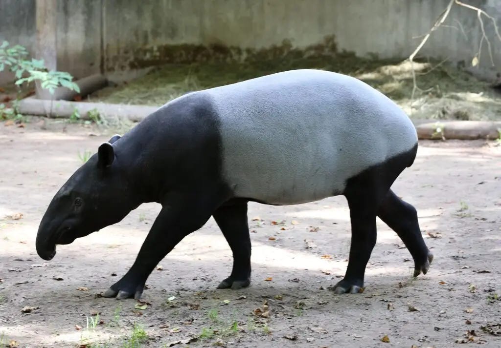 tapir
