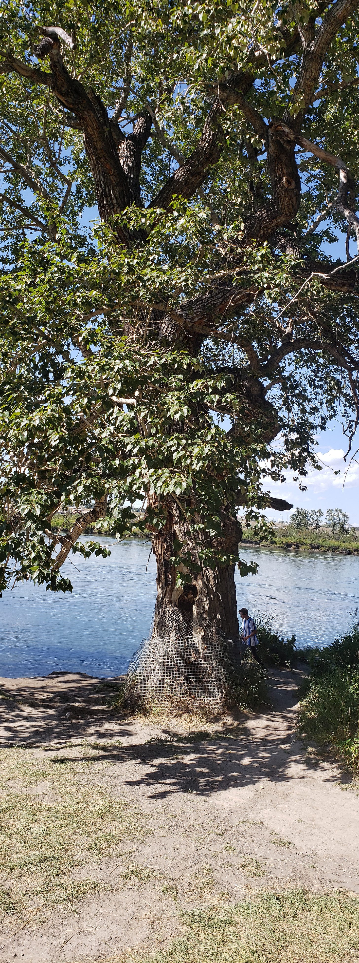 Photo of a Popular tree with a river behind it.