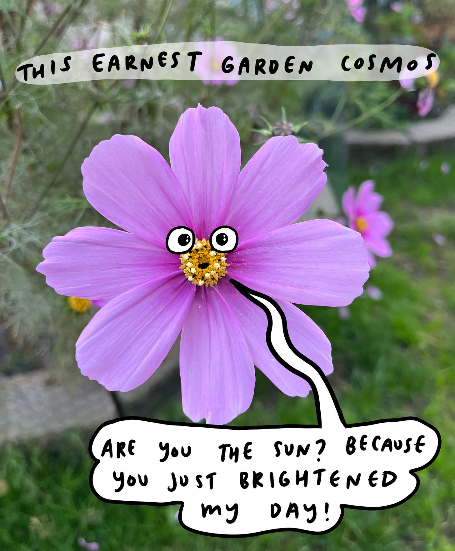 photo of a garden cosmos with cute cartoon eyes