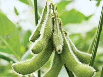 soybean